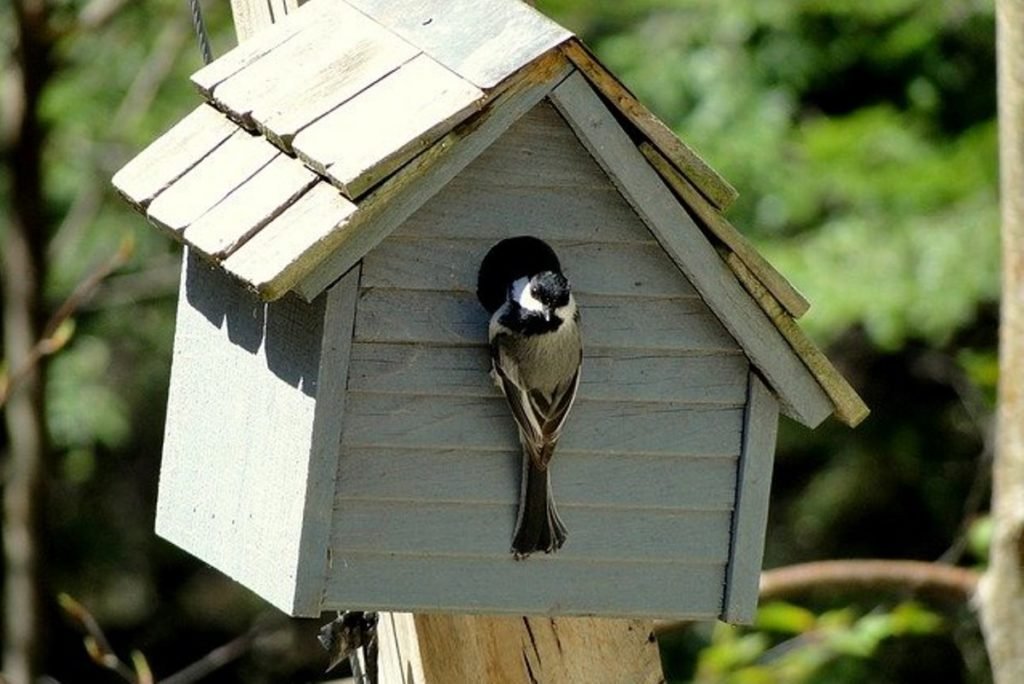 Garden bird box with a perched bird on its mouth