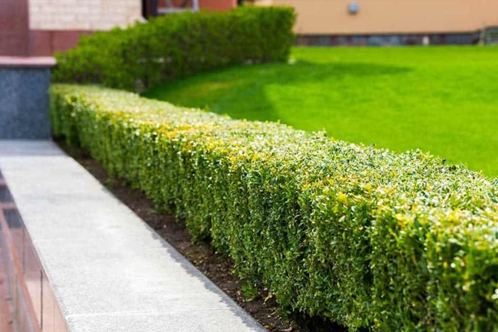 Hedge shaping defining and trimming