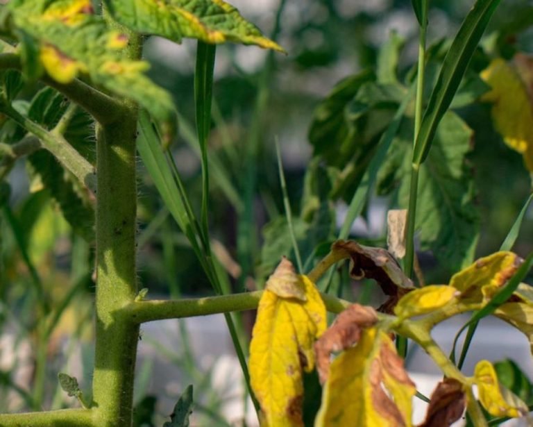 Why are My Tomato Leaves Turning Yellow?