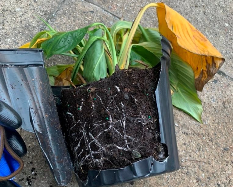 Wilting peace lily plant