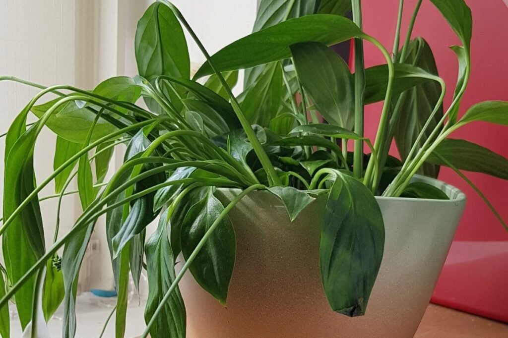 Peace lily leaves drooping
