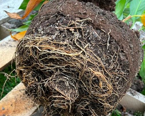 Repotting and saving peace lilies after overwatering