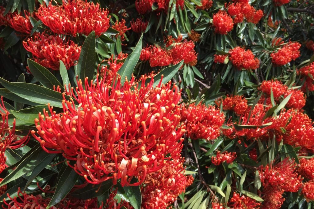 Red Flowering Gum Tree