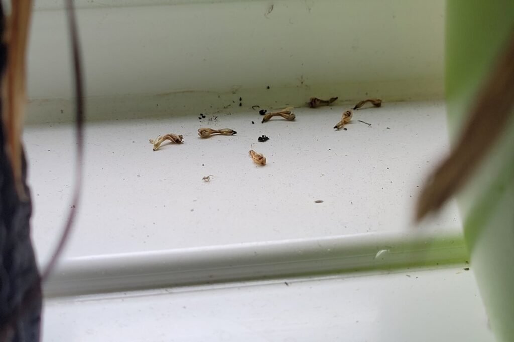 Deposits of prayer plant seeds on white background