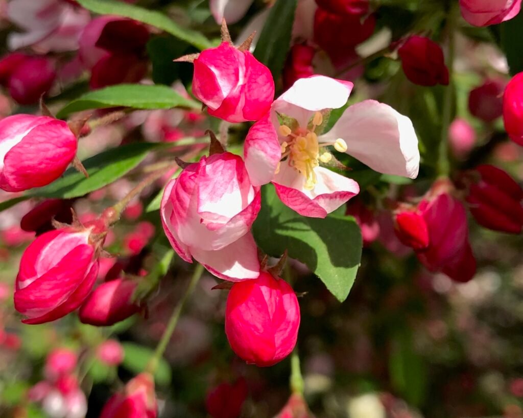 Pink crab apple flowers