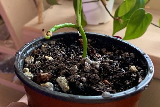 A well-draining houseplant potting DIY mix