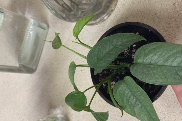 Young potted cebu blue pothos