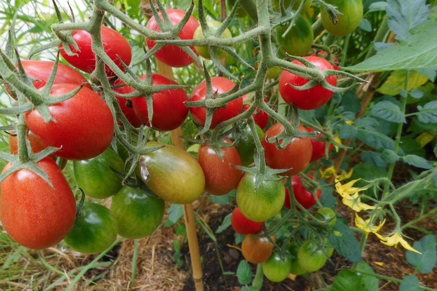 Ripe and unripe determinate tomato plant with flowers